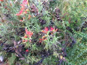 Castilleja in Ecuador