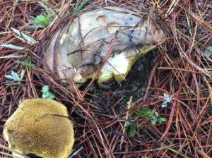 Bolete