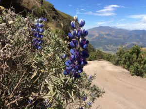 Lupinus pubescens