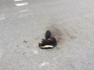 Flat Fauna. Skunks have been common in Peru.