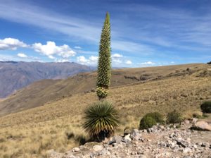 Yucca at nearly 14,000 feet. More on this i another plant segment.