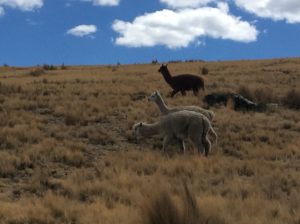 Alpacas are the stereotype you see on Peruvian postcards but you see more cows and sheep in the highlands by far.