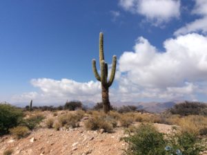 Sajaro-like cactus in the Humanuaca Valley on the way to Jujuy and Salta.