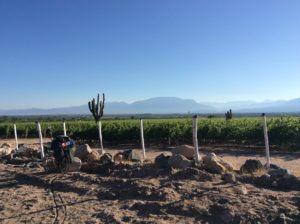 Vineyards near Cayafal