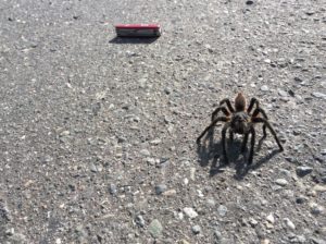 Tarantulas are commen, but this one was big enough I had to stop and get a photo. 