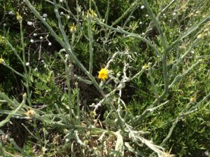 Star thistle! A North American invasive found in Idaho and now in an Argentine latitude and elevation counterpart.